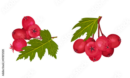 Hawthorn Berry Branch with Cluster of Red Round Small Pome Fruits Vector Set