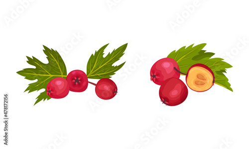 Hawthorn Berry as Red Round Small Pome Fruits Vector Set