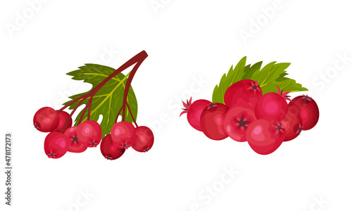 Hawthorn Berry Branch with Cluster of Red Round Small Pome Fruits Vector Set