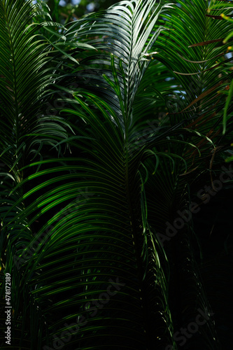 Dark palmtree in shadows © sussie_es
