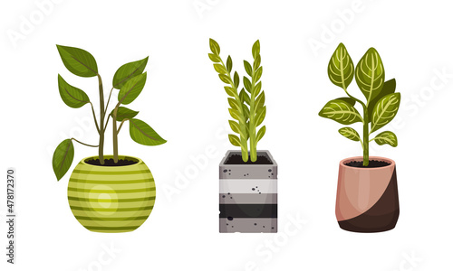 Houseplant or Indoor Plant with Stem and Leaf in Ceramic Pots Growing Vector Set