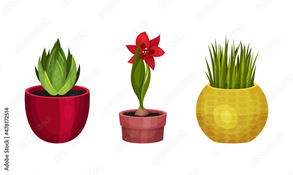 Houseplant or Indoor Plant with Stem and Leaf in Ceramic Pots Growing Vector Set