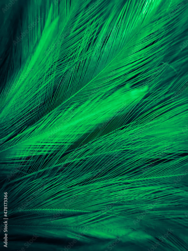 Beautiful Abstract Green Feathers On Dark Background And Black Feather  Texture On Dark Pattern And Green Background Feather Wallpaper Love Theme  Valentines Day Stock Photo - Download Image Now - iStock