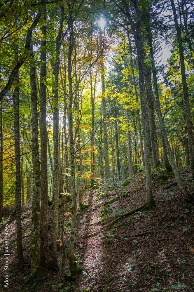 rayon du soleil dans la Forêt rayon du soleil dans la Forêt