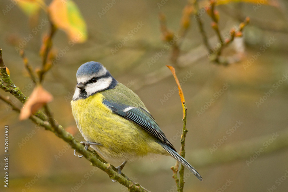 Fototapeta premium Blue Tit
