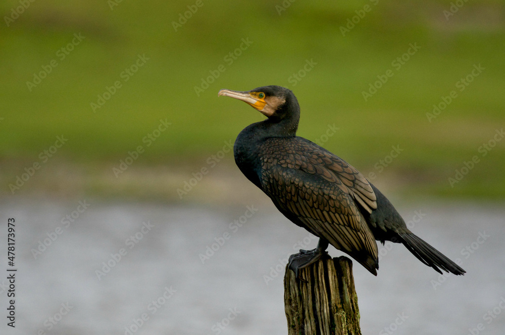 Fototapeta premium Cormorant Resting