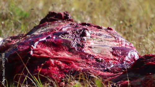 Insects Flying Around a Large Game Animal Carcass