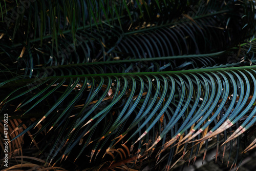 A large palm leaf on the ground 