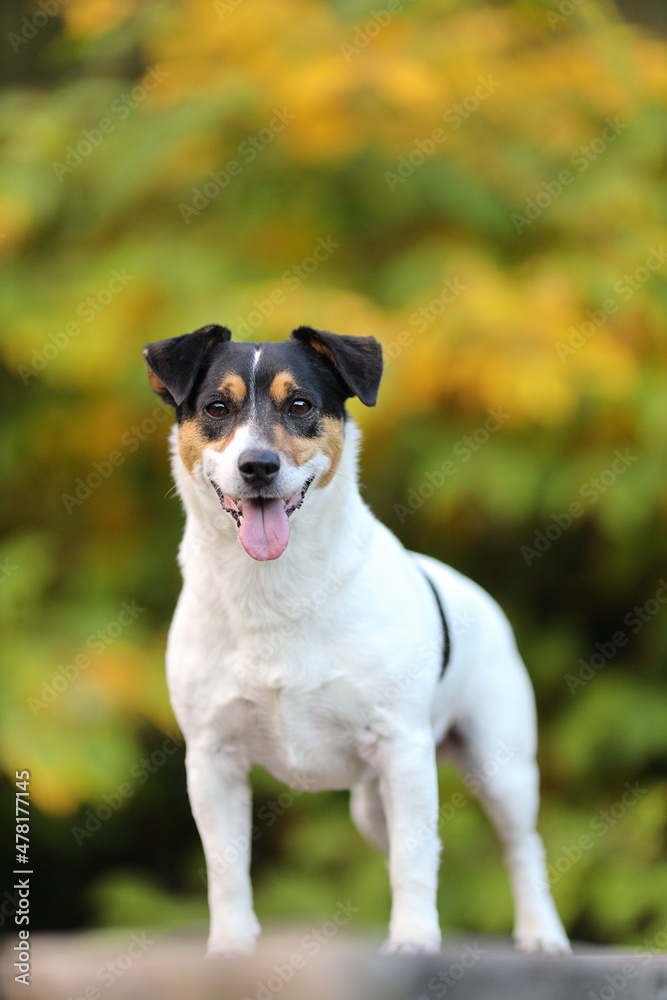 Jack Russel Terrien en ballade en automne Jack Russel Terrien en ballade en automne