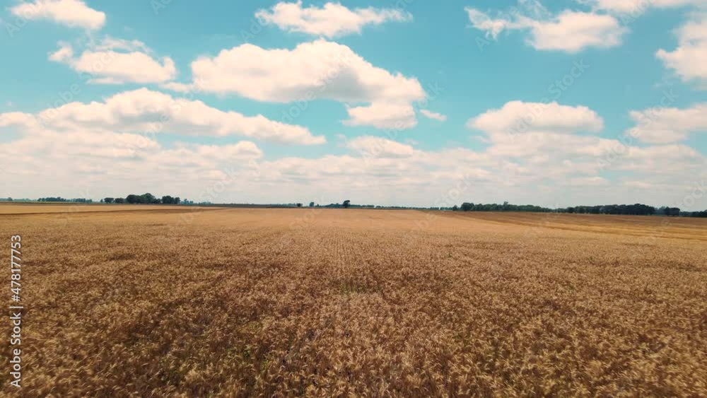Campo de trigo desde drone