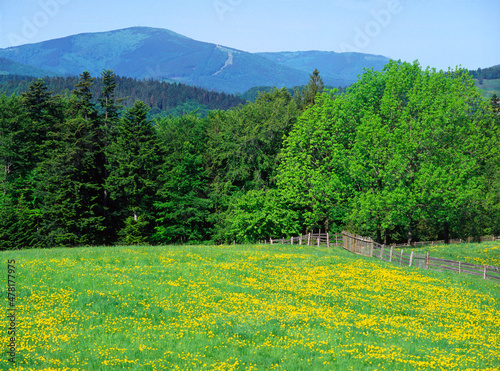 Fototapeta Naklejka Na Ścianę i Meble -  Meadow in Beskid Slaski Mountains, Brenna, Poland