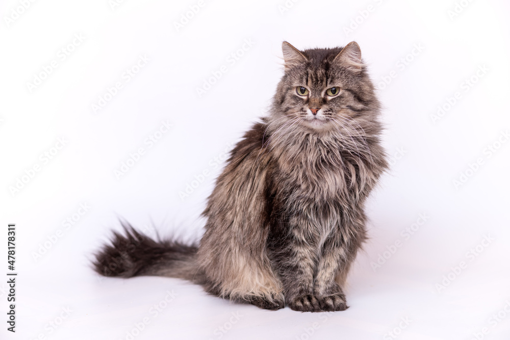 Fototapeta premium Gray cat on a neutral white background..