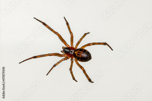 Common House Spider on a white background