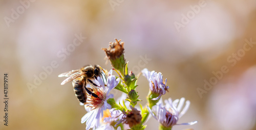 Apiculture - Abeille mellifère butinant des fleurs d'aster © Olivier-Tuffé