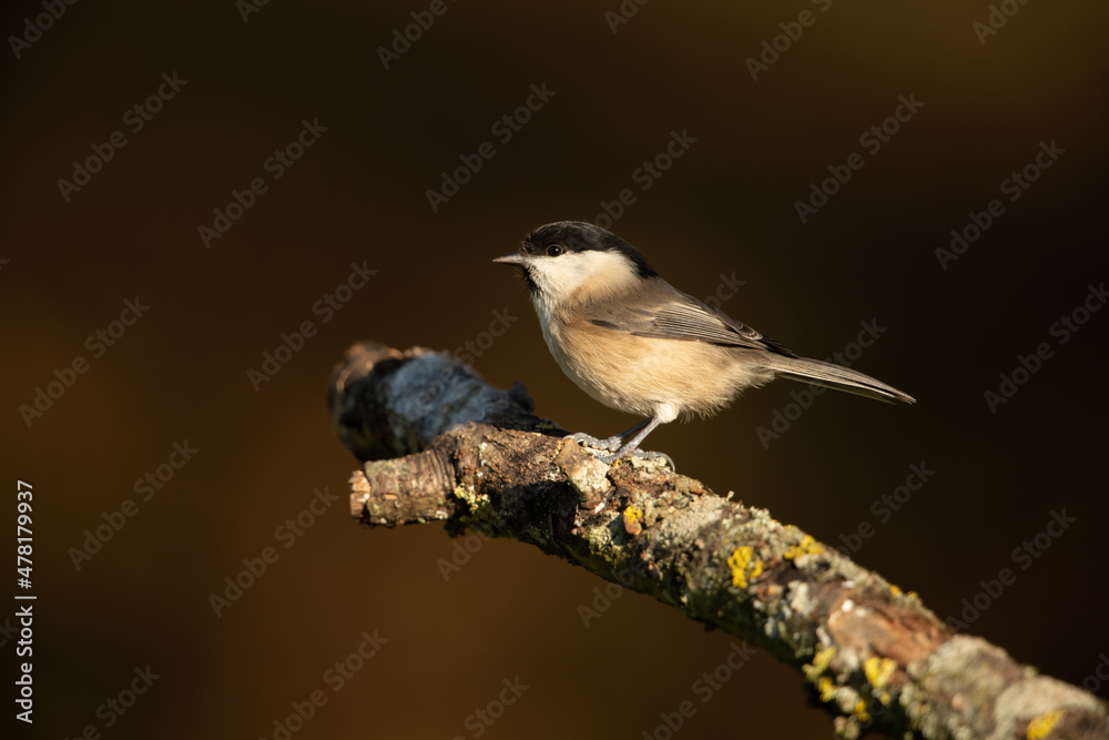 Obraz premium Willow tit sitting on a branch