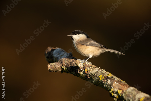 Willow tit sitting on a branch