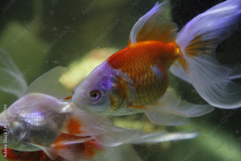 Peixes ornamentais para armonização de ambientes e torna-los tranquilo Peixes ornamentais para armonização de ambientes e torna-los tranquilo