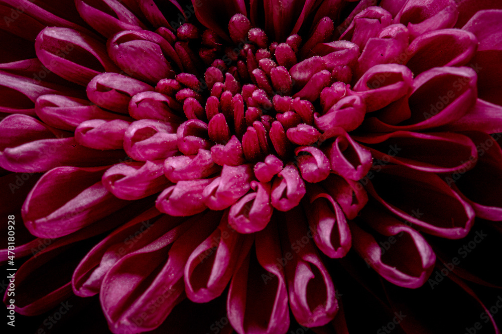 Red flower Red flower