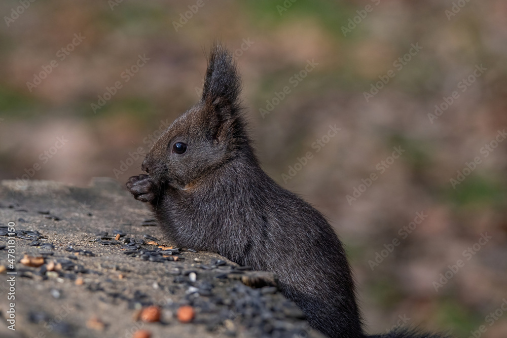 Red squirrel sitting on a tree, forest squirrel (Sciurus vulgaris) Red squirrel sitting on a tree, forest squirrel (Sciurus vulgaris)