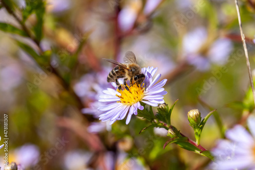 Apiculture - Abeille mellifère butinant des fleurs d'aster © Olivier-Tuffé