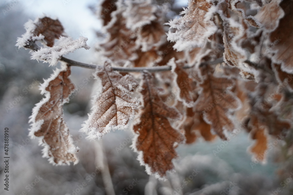 Frozen brown leafs close up with ice crystals