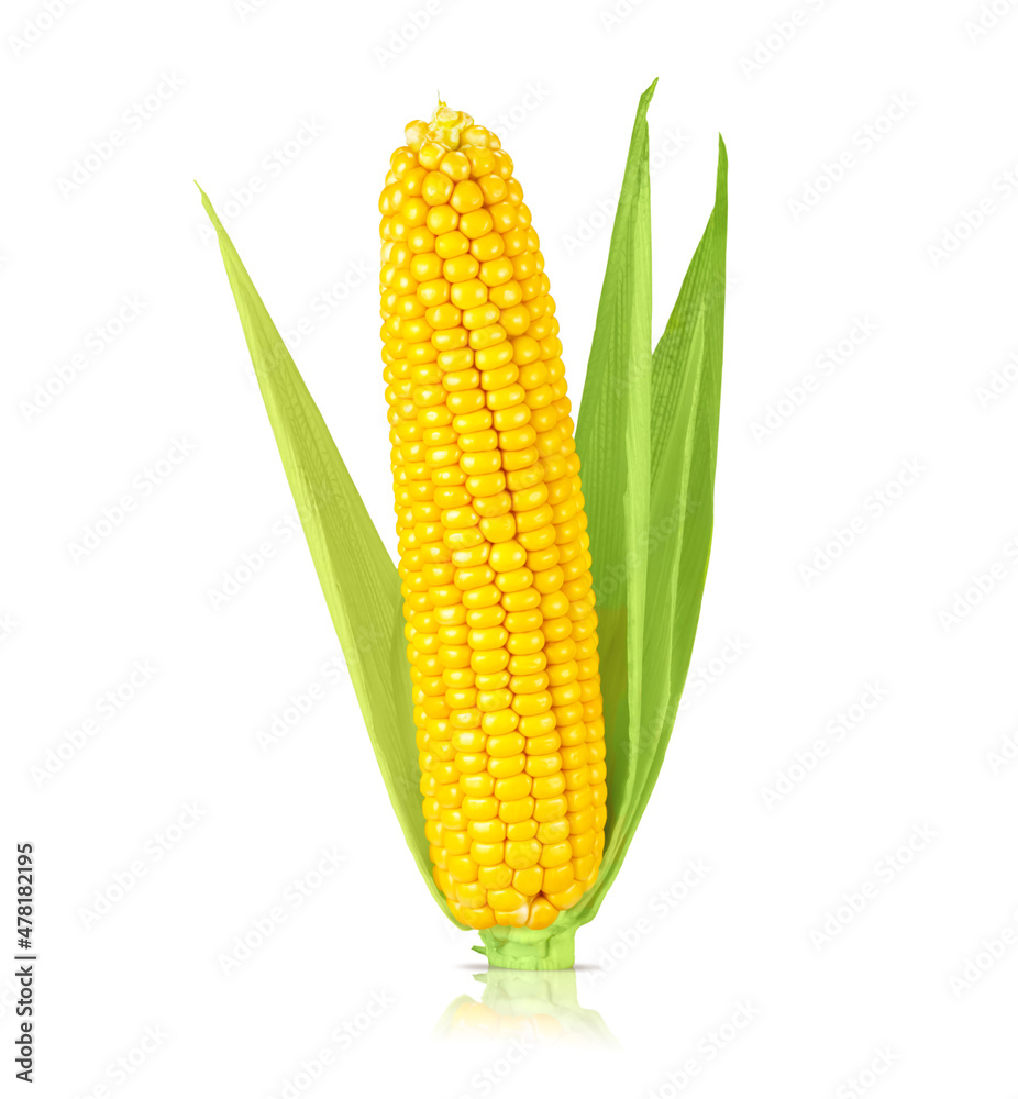 Obraz premium Ear of ripe yellow corn isolated on white background, with shadow and reflection.