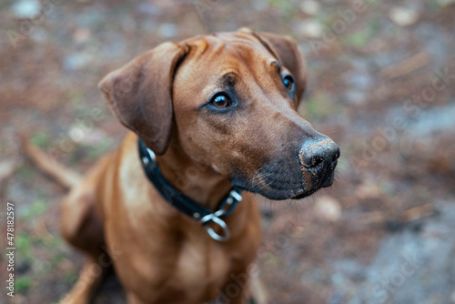 Hund mit Sand an der Nase. Schn  ffler. Hundenase. Hundegesicht