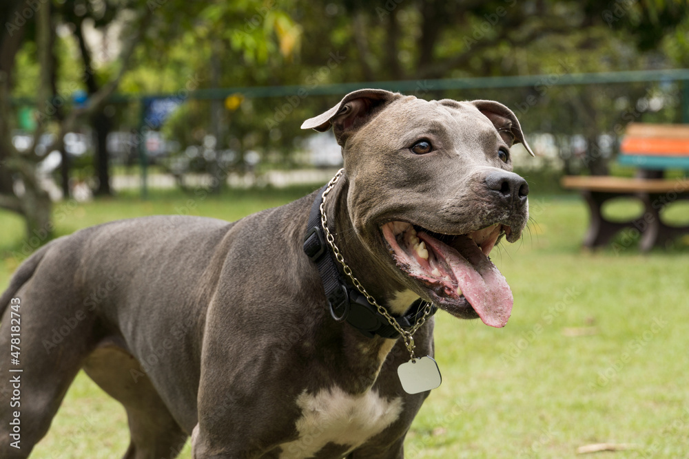 Pit bull dog playing and having fun in the park. Selective focus Pit bull dog playing and having fun in the park. Selective focus