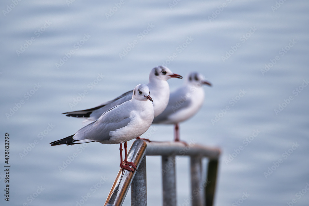 Aufnahme von Möwen welches sich auf einem Geländer niedergelassen haben Aufnahme von Möwen welches sich auf einem Geländer niedergelassen haben
