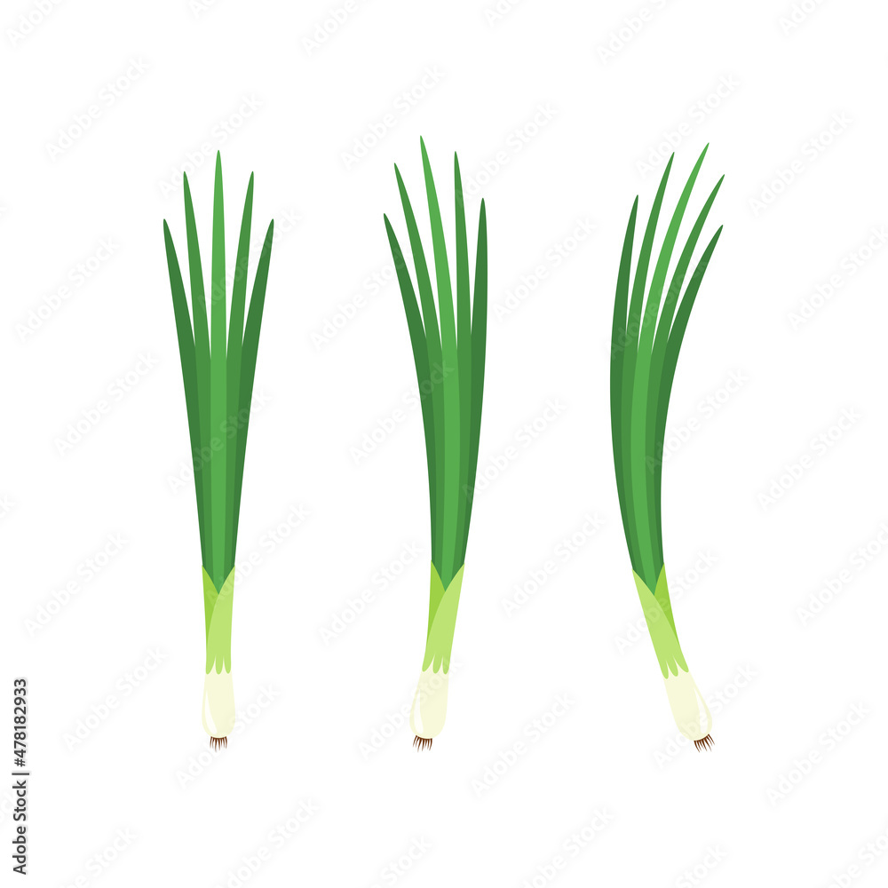 Fototapeta premium Spring onions vector. Spring onions on white background.