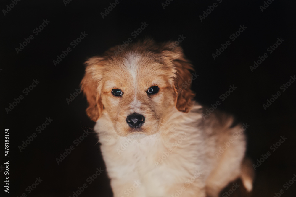 cute spaniel puppy against black background 