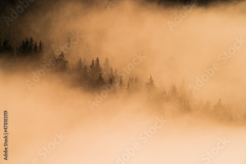 Fototapeta Naklejka Na Ścianę i Meble -  Fir trees in the fog in the light of sunrise