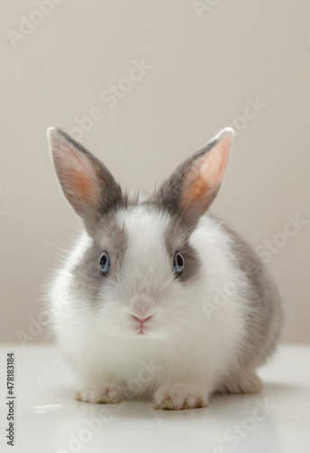 white and grey rabbit on a grey background