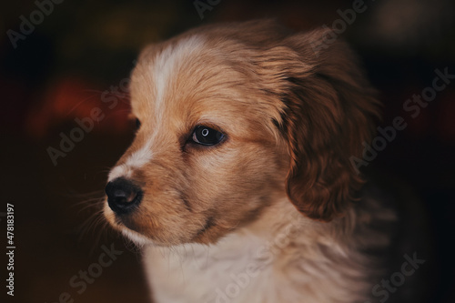 cute spaniel puppy looking away