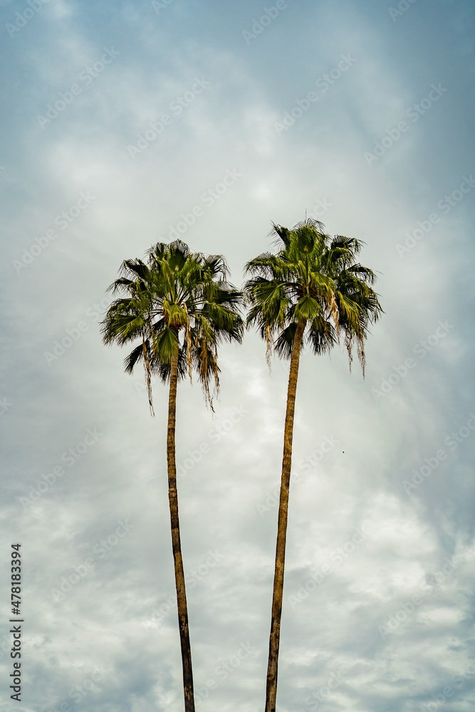 Fototapeta palmy