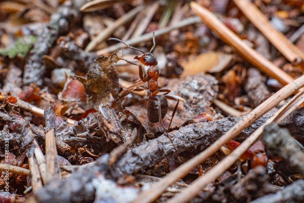 an ant crawls on dry leaves, branches and needles in autumn macro an ant crawls on dry leaves, branches and needles in autumn macro