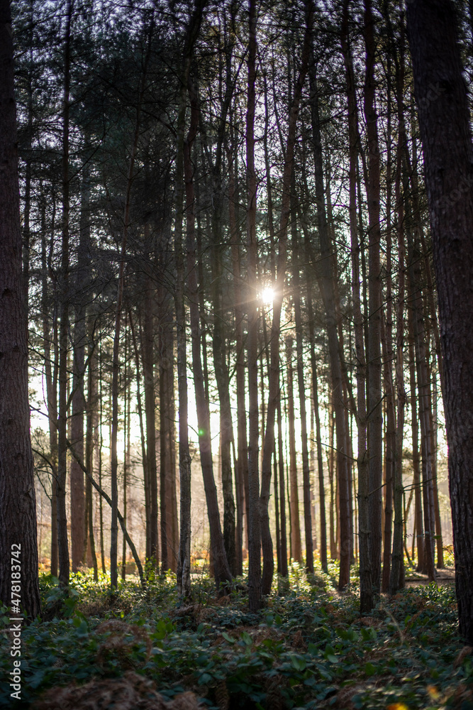 Fototapeta premium Sherwood Forest Winter