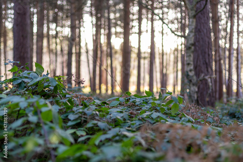 Sherwood Forest Winter