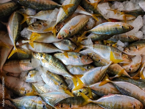 pile of yellowfin mackerel fish with ice in container ready for sale in Indian fish market