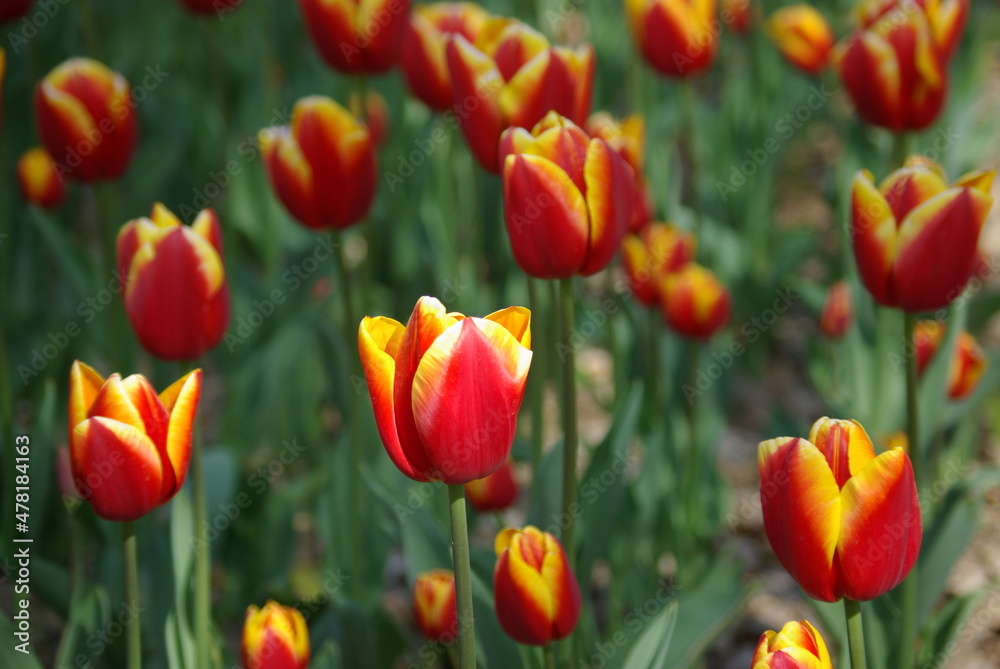 Tulipes rouge et jaune Tulipes rouge et jaune