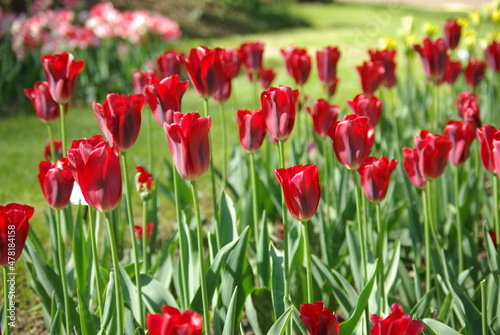Tulipes rouges au jardin © JFBRUNEAU