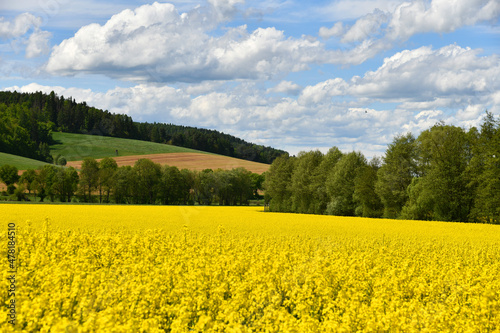 blühendes Rapsfeld