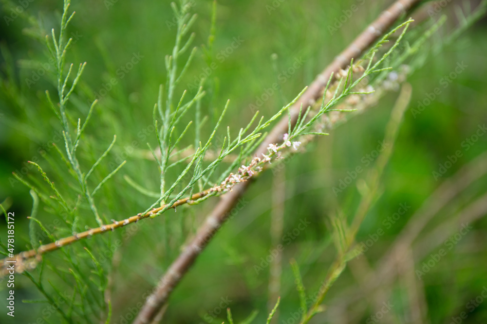 Green leaves of Tamarix This plant part of the family of tamaricaceae, is a secies of flowering plant. it is native to Euroasia and Africa. It is also known as Tamarisk, salt cedar, taray Green leaves of Tamarix This plant part of the family of tamaricaceae, is a secies of flowering plant. it is native to Euroasia and Africa. It is also known as Tamarisk, salt cedar, taray