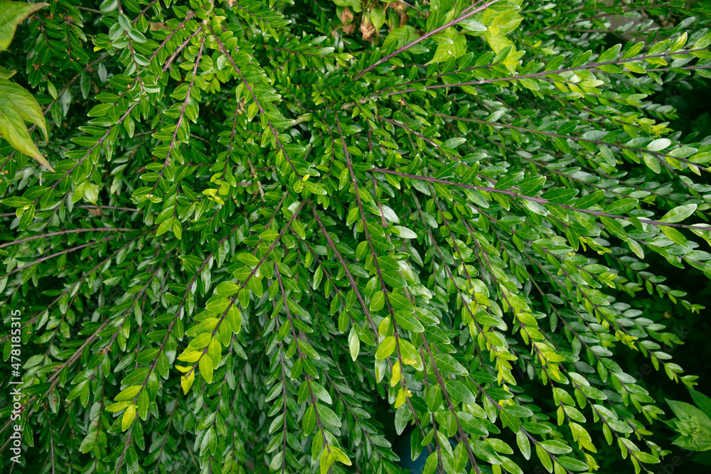 Close-up of the green leaves of mousetail plant or myrtle-leaf leaf-flower.