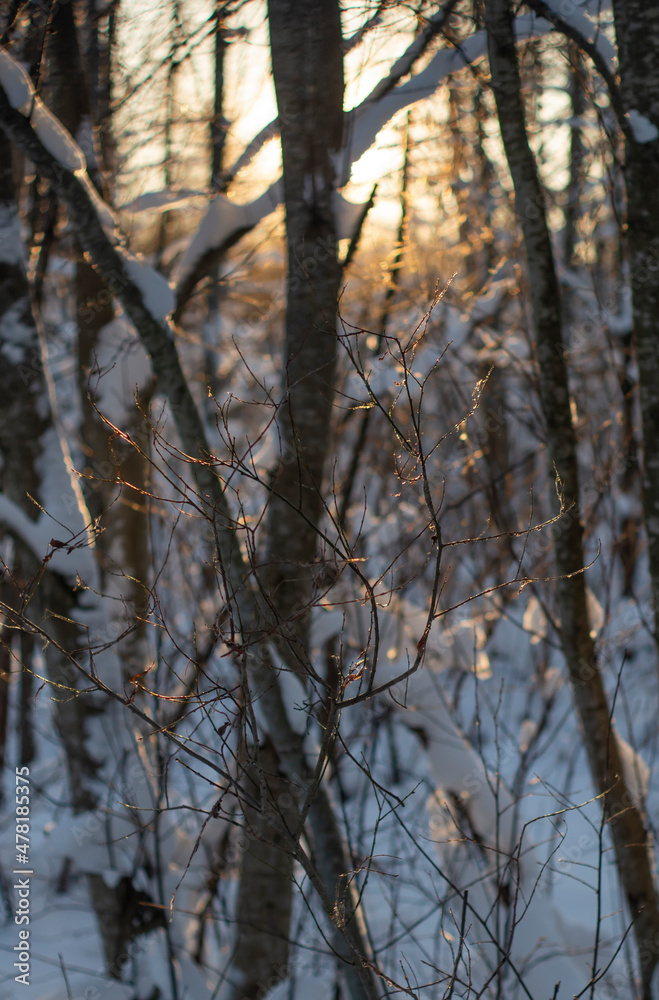 Fototapeta premium Branches of trees covered with snow at sunset.winter background