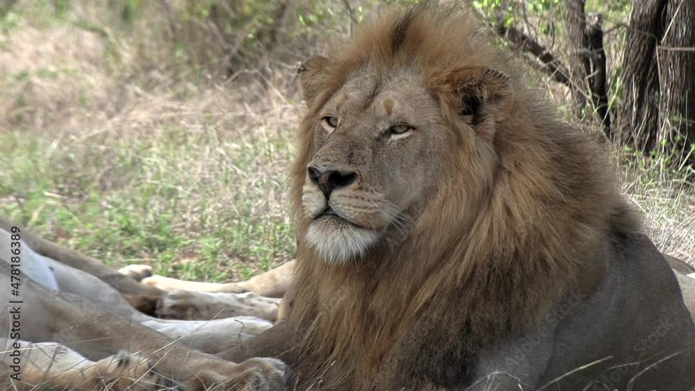 Majestic portrait of a male lion staring off into the distance. Majestic portrait of a male lion staring off into the distance.