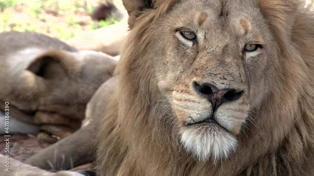 Close-up of a sleepy eyes male lion keeping watch over his pride with copy space. Close-up of a sleepy eyes male lion keeping watch over his pride with copy space.