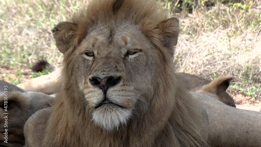 Close-up of a grizzled looking male lion in the wild. Close-up of a grizzled looking male lion in the wild.