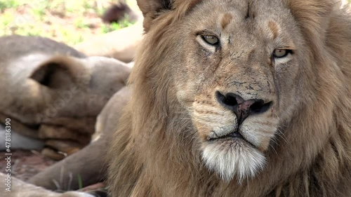 Close-up of a sleepy eyes male lion keeping watch over his pride with copy space. photo