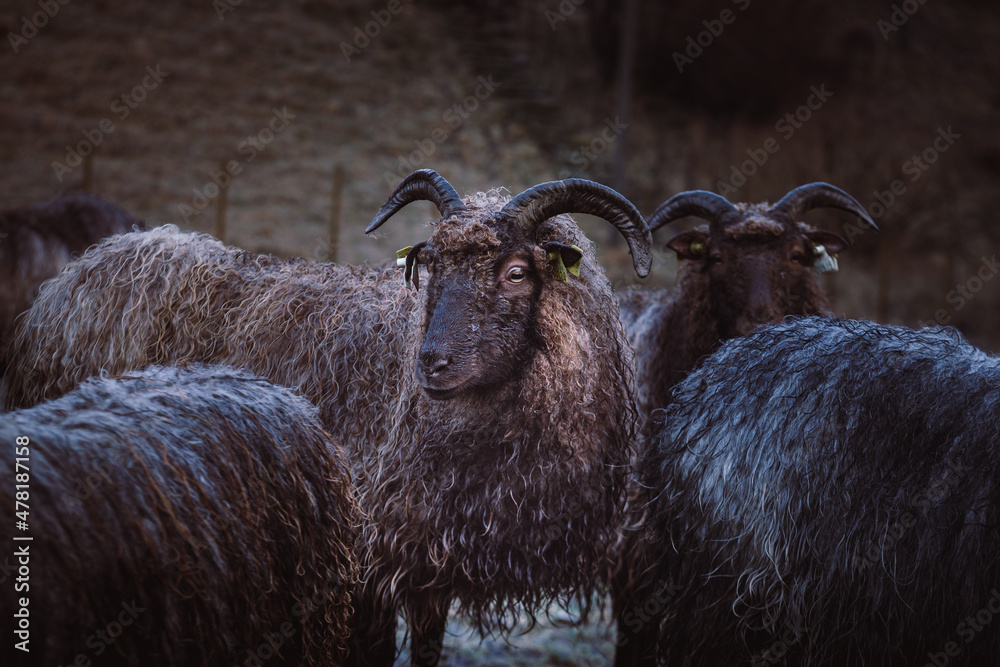 Black merino sheep on a farm in Norway Black merino sheep on a farm in Norway